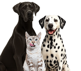 Animais