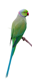 Ringneck